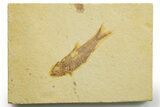 Detailed Fossil Fish (Knightia) - Wyoming #363860-1